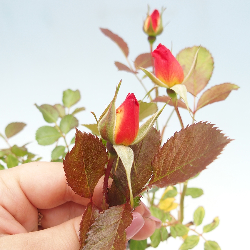 Vonkajší bonsai - Rosa Kordes - ruža