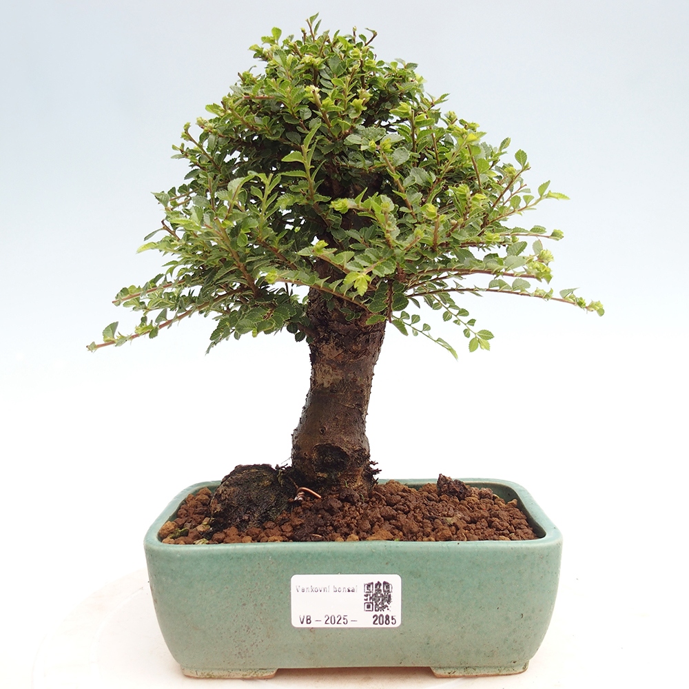 Vonkajší bonsai - Ulmus parvifolia Hokkaido - brest Čínsky