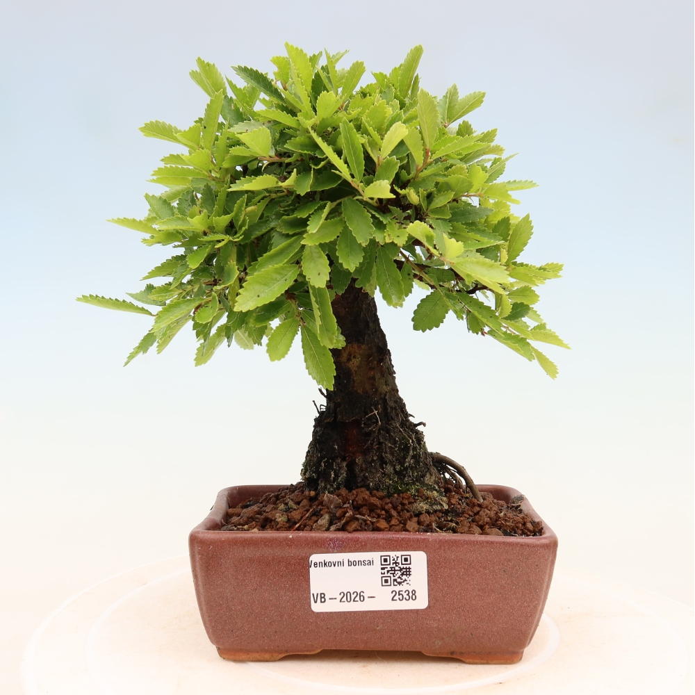Vonkajšie bonsaje - Zelkova - Zelkova NIRE