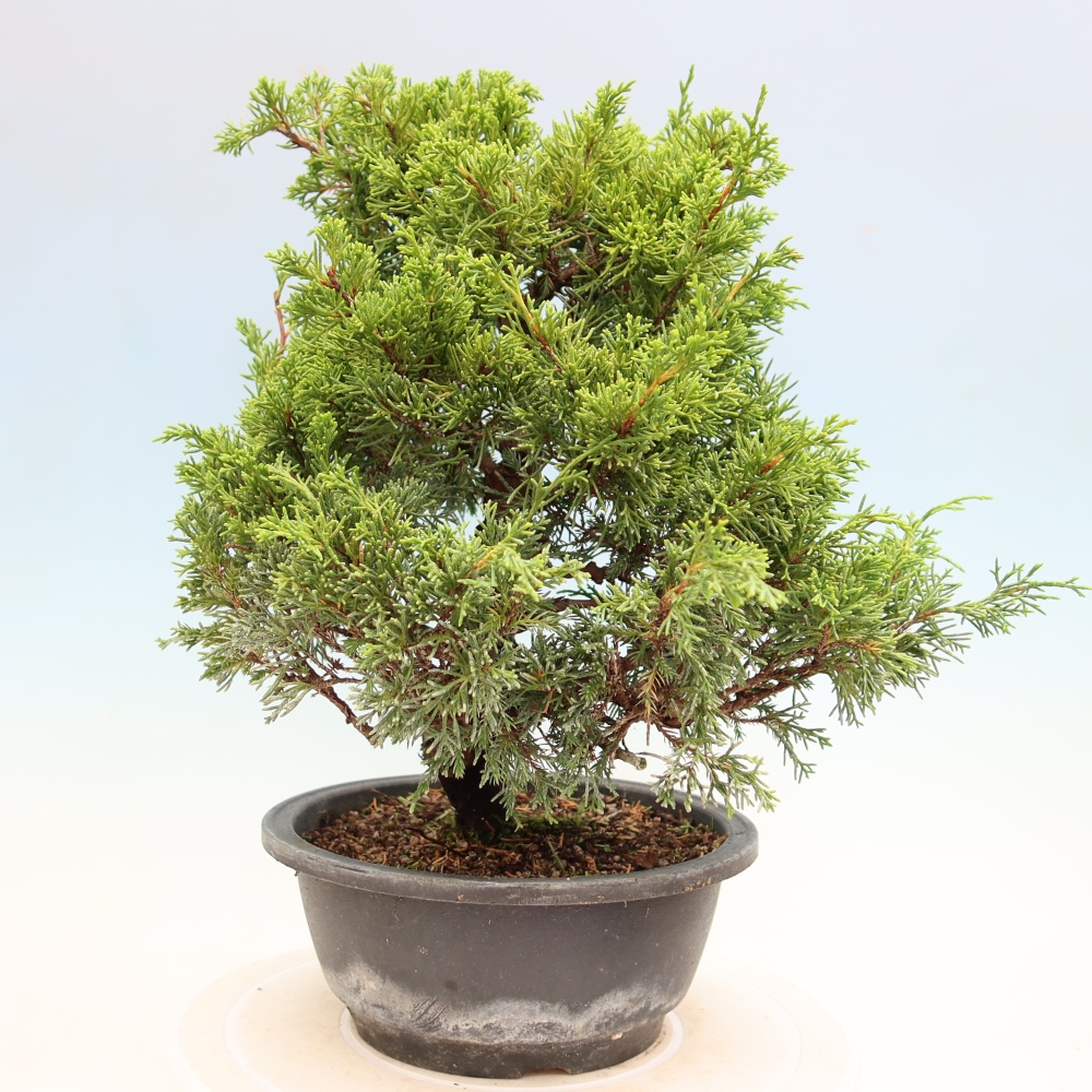 Vonkajší bonsai – Juniperus chinensis Itoigawa – čínsky jalovec