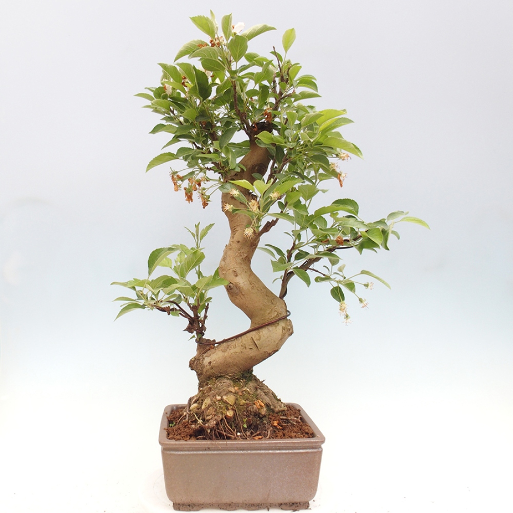 Vonkajší bonsai -Malus halliana - Maloplodá jabloň