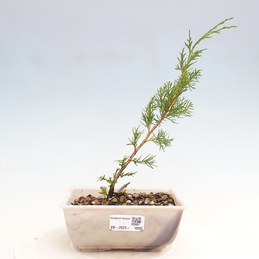 Vonkajší bonsai - Juniperus chinensis Itoigawa -Jalovec čínsky