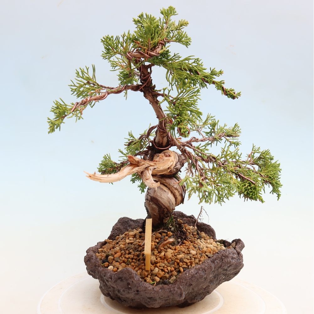 Vonkajší bonsai – Juniperus chinensis Itoigawa – čínsky jalovec