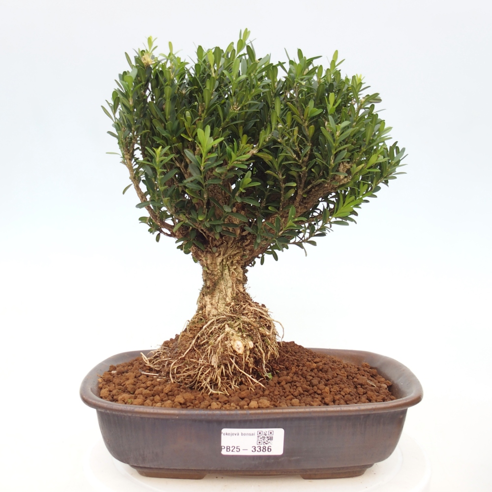Izbové bonsaje - Buxus harlandii - korkový buxus