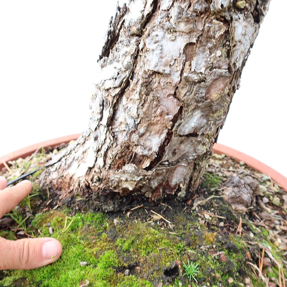 Pinus sylvestris Španielsko – borovica lesná