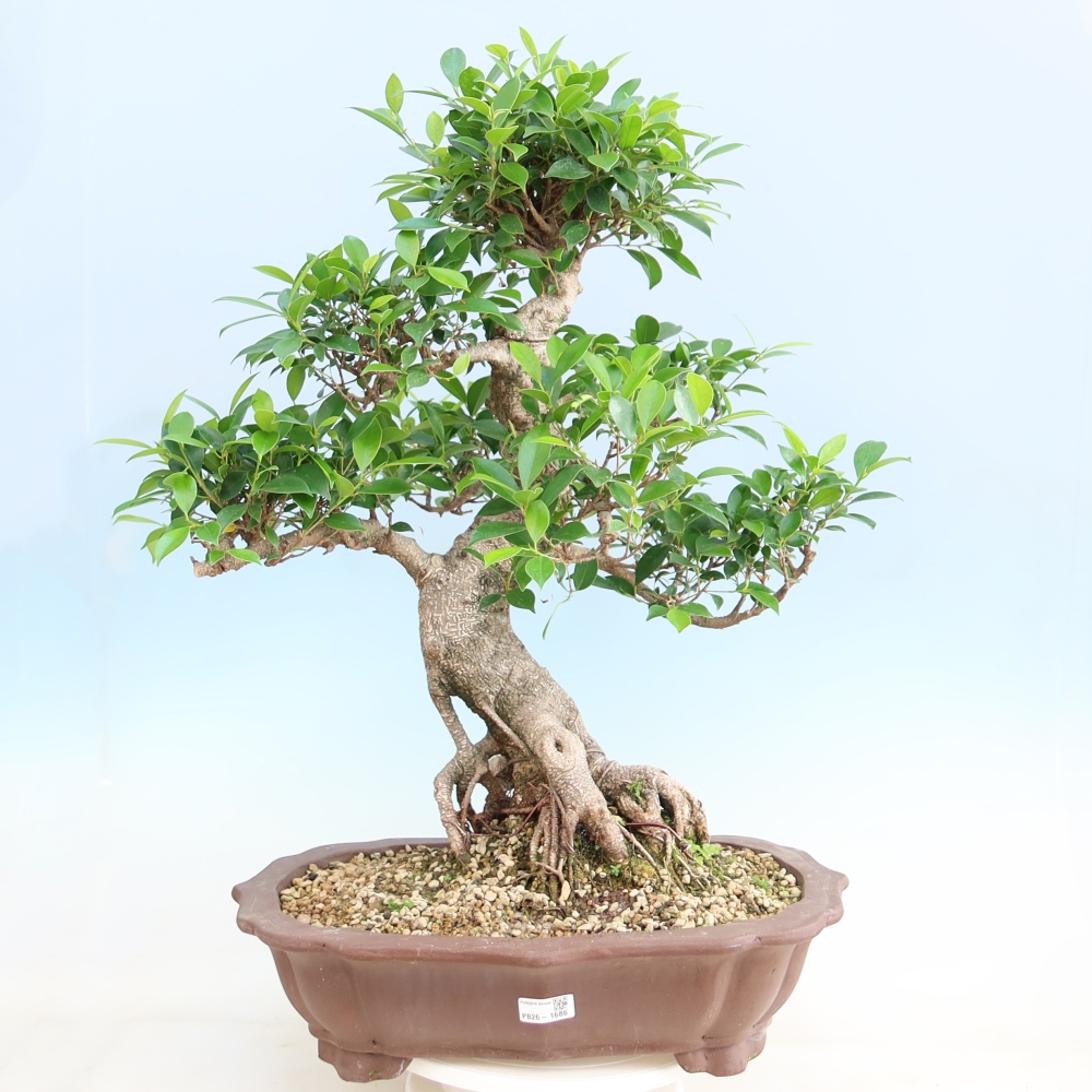 Izbové bonsaje - Ficus kimmen - drobnolistý fikus