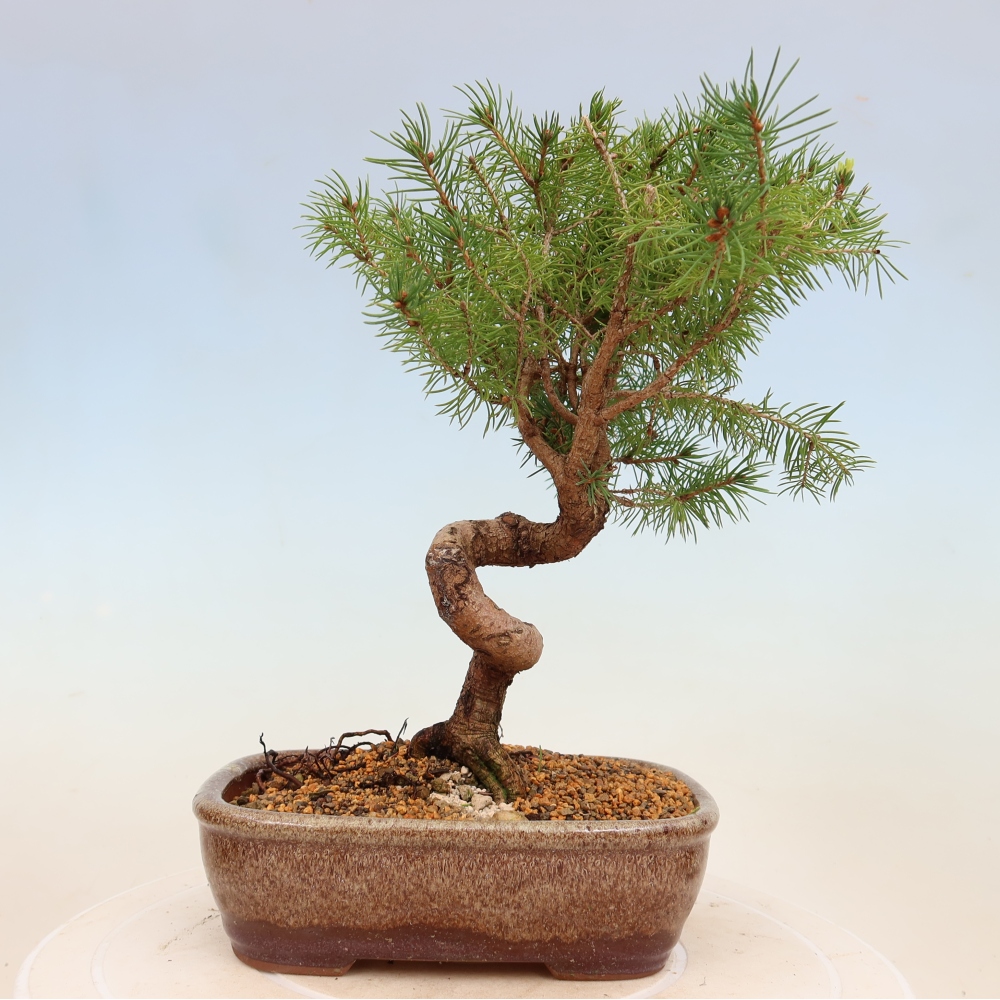Vonkajší bonsai – Smrek sivý – Picea glauca globe