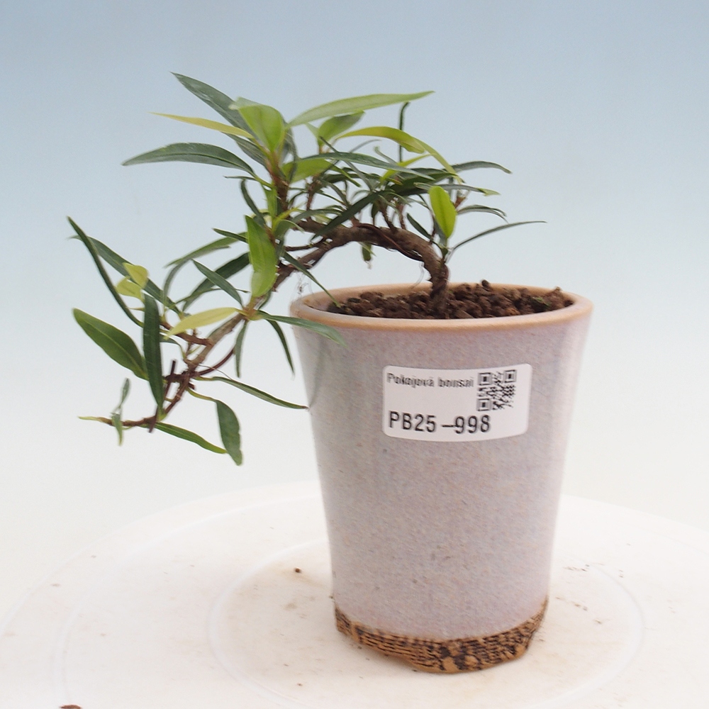 Izbová bonsai - Ficus nerifolia - malolistý fikus