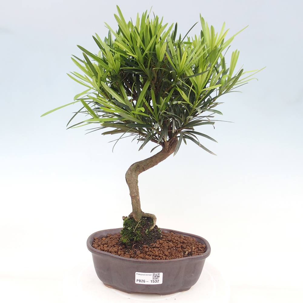 Izbové bonsaje - Podocarpus - Kamenný tis