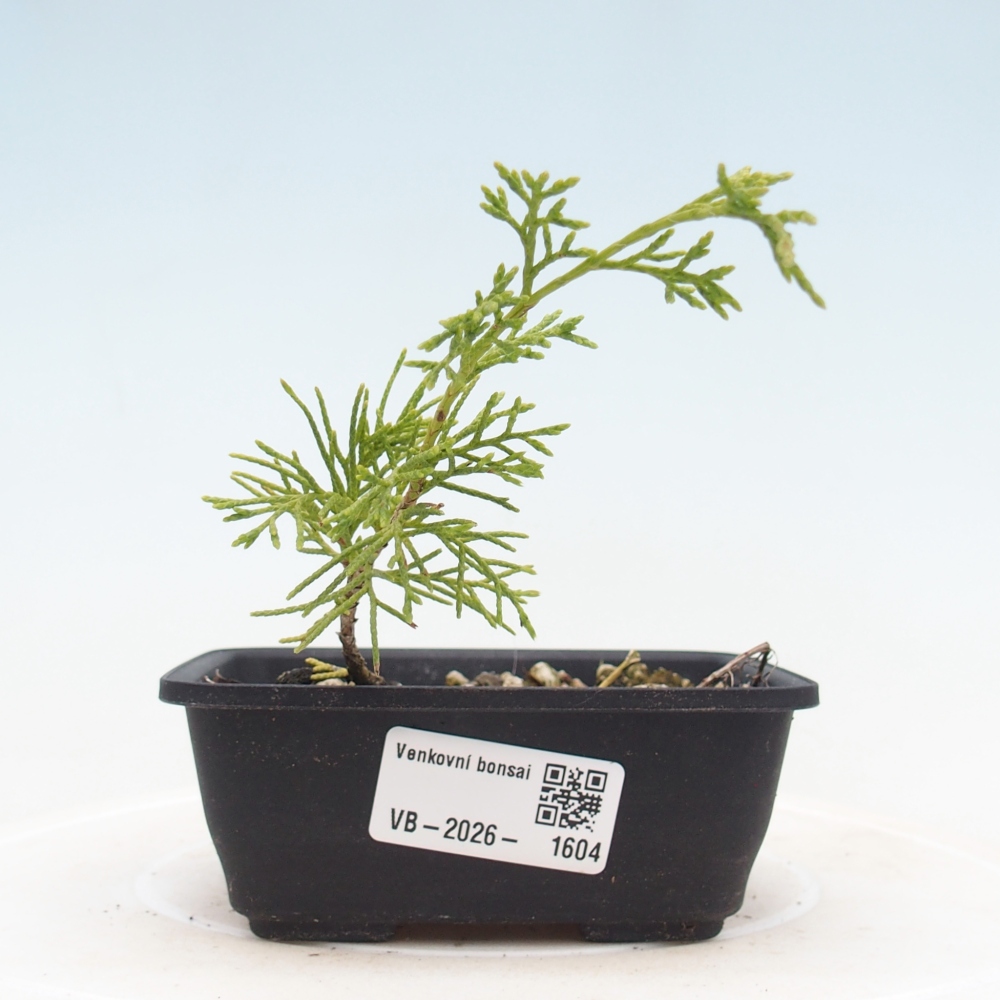 Vonkajší bonsaj - Juniperus chinensis Itoigawa
