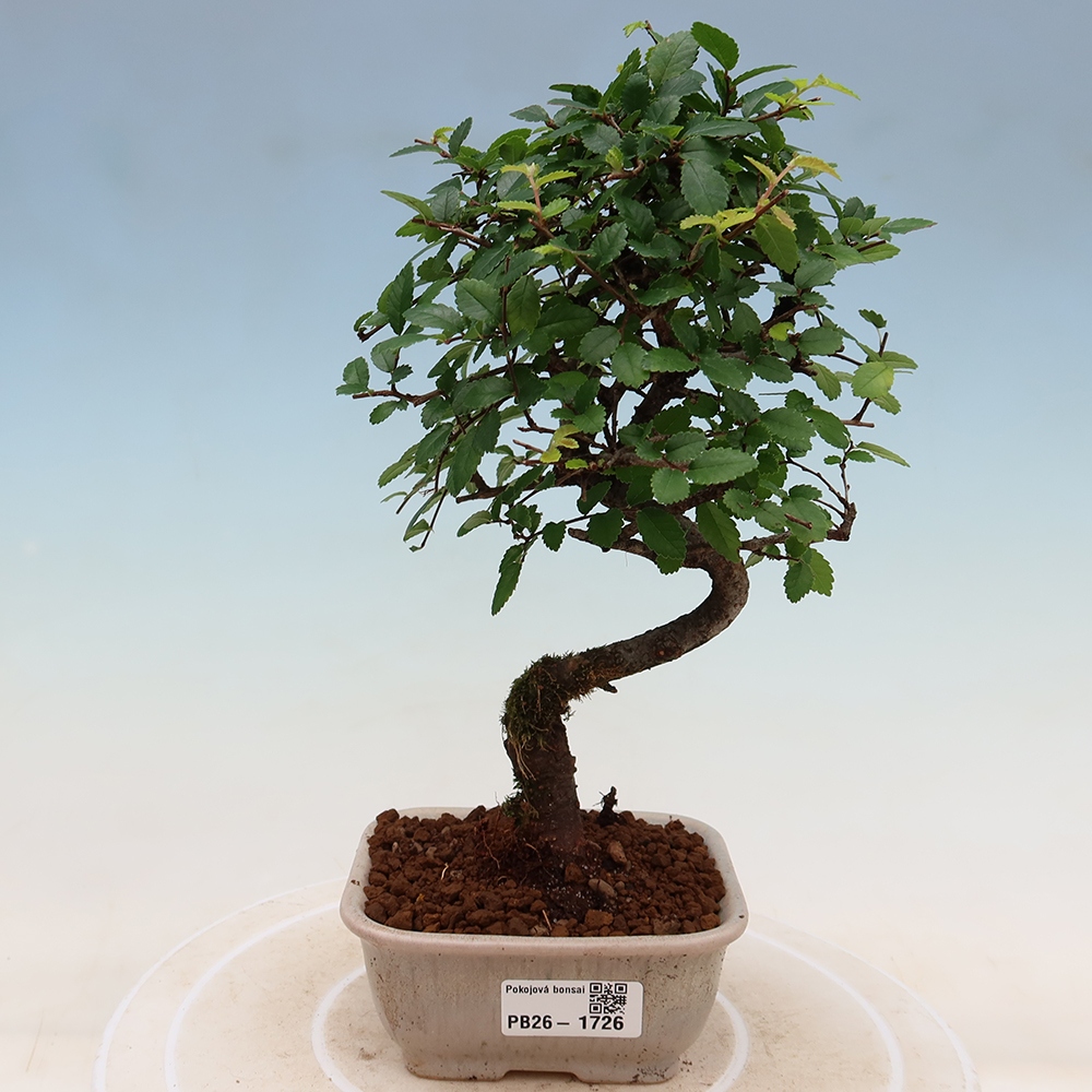 Izbový bonsaj - Ulmus parvifolia - brest malolistý