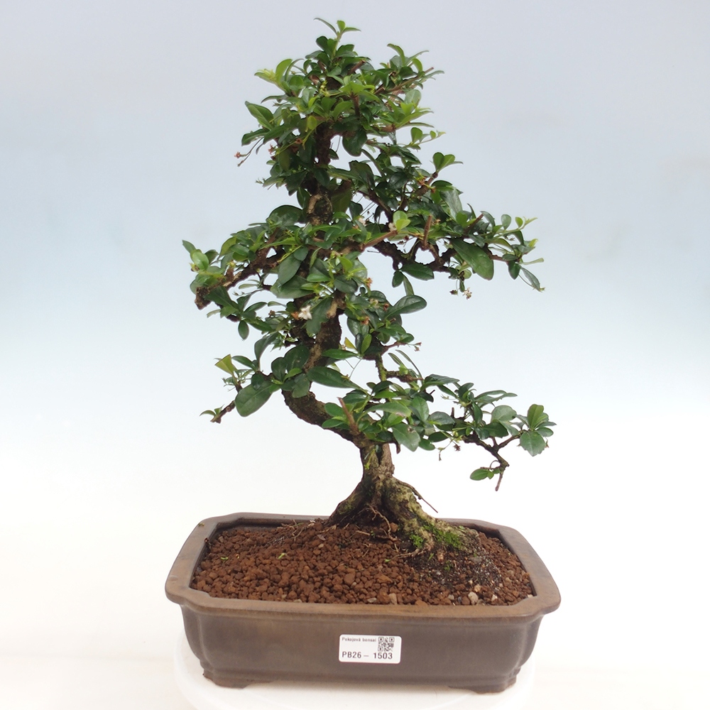Izbové bonsaje - Carmona macrophylla - Tea fuki