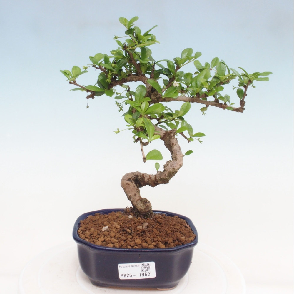 Izbová bonsai - Carmona macrophylla - Čaj fuki