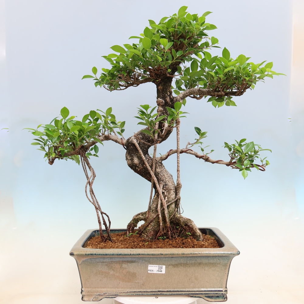 Izbové bonsaje - Ficus kimmen - drobnolistý fikus