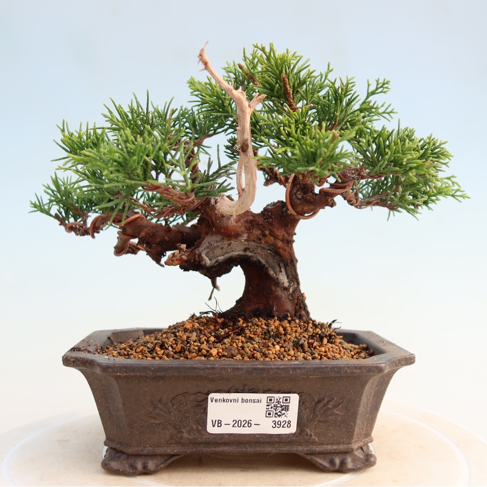 Vonkajší bonsai - Juniperus chinensis Itoigawa -Jalovec čínsky