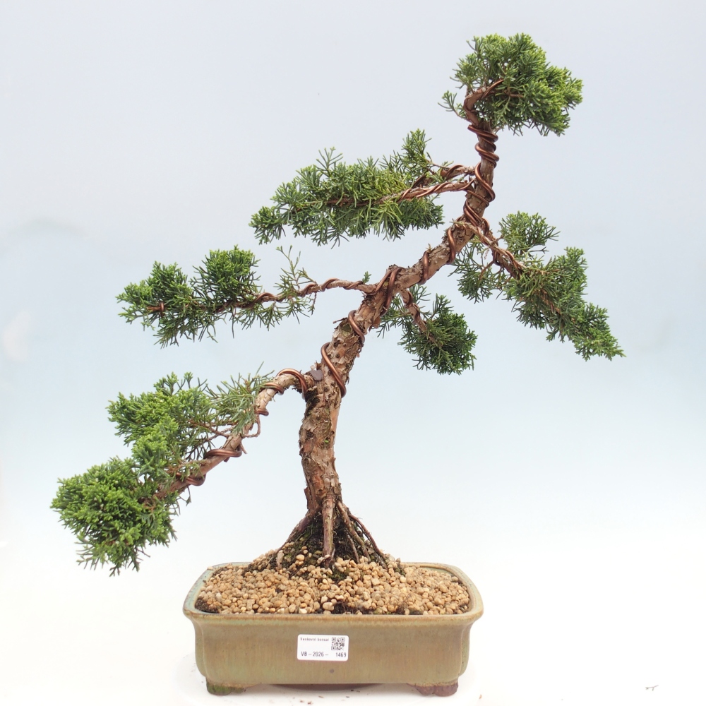 Vonkajší bonsaj - Juniperus chinensis Kishu