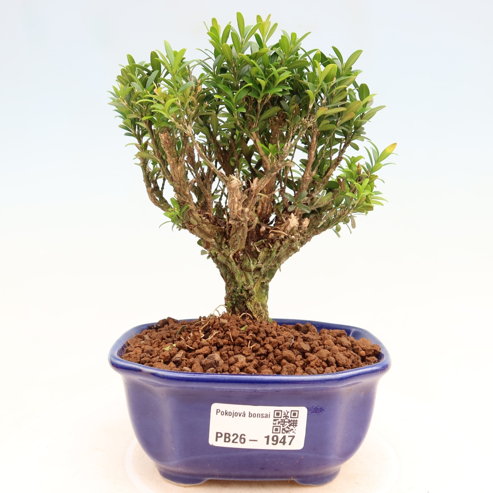 Izbové bonsaje - Buxus harlandii - korkový buxus