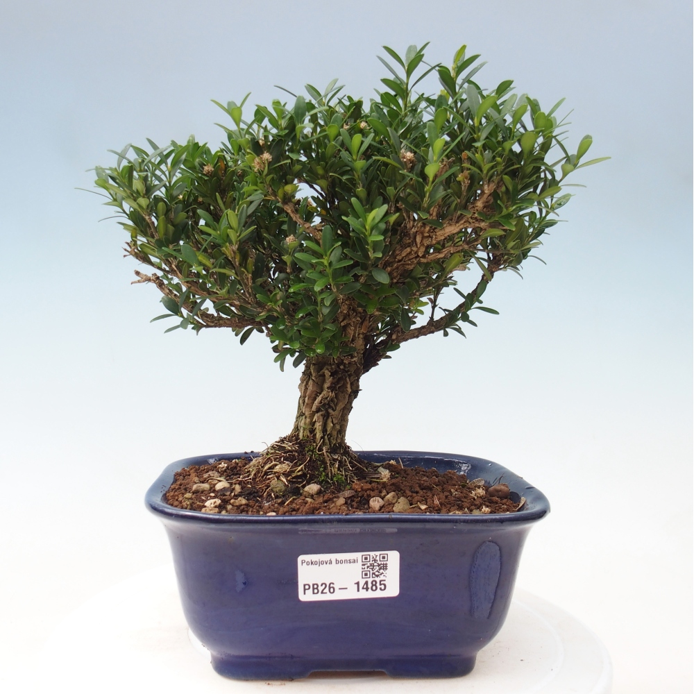 Izbové bonsaje - Buxus harlandii - korkový buxus