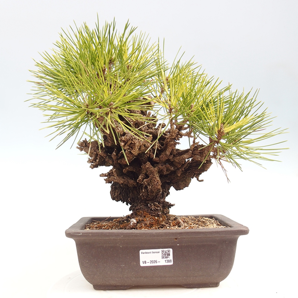 Vonkajšie bonsaje - Pinus thunbergii - borovica Thunbergova
