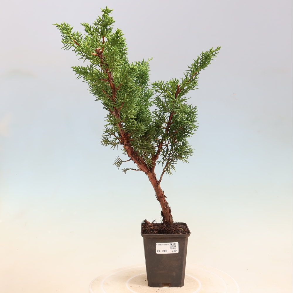 Vonkajší bonsaj - Juniperus chinensis Kishu