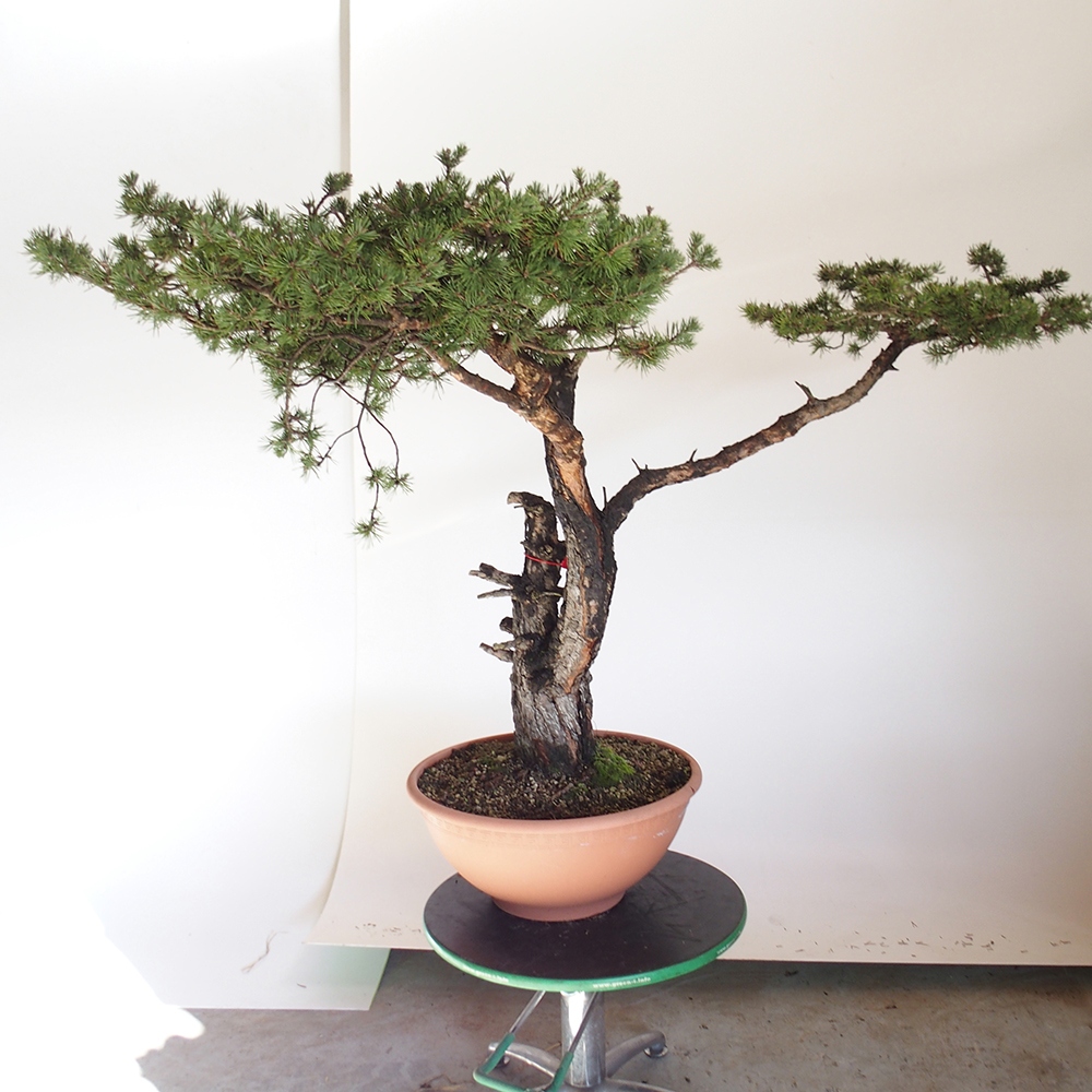 Yamadori - Pinus sylvestris Španielsko