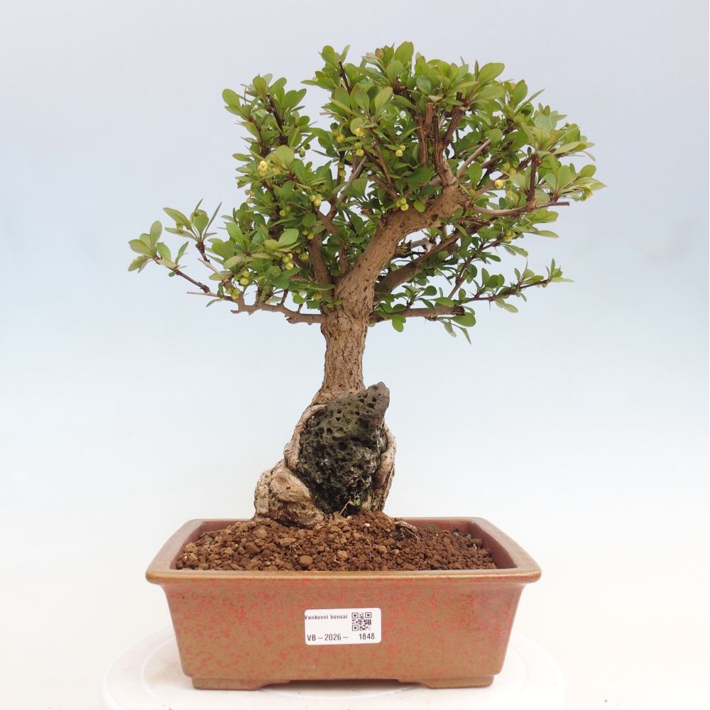 Vonkajšie bonsaje - Berberis coreana