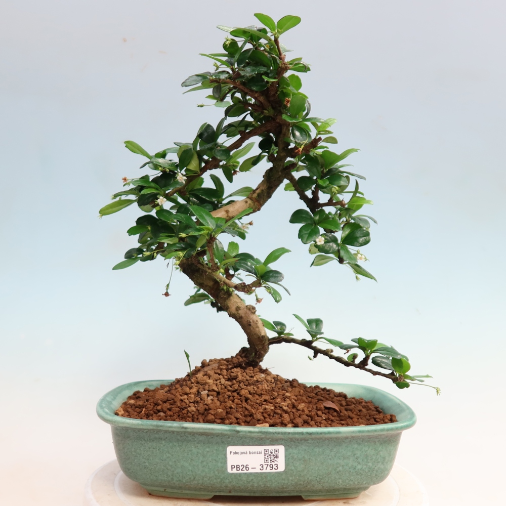 Izbové bonsaje - Carmona macrophylla - Tea fuki