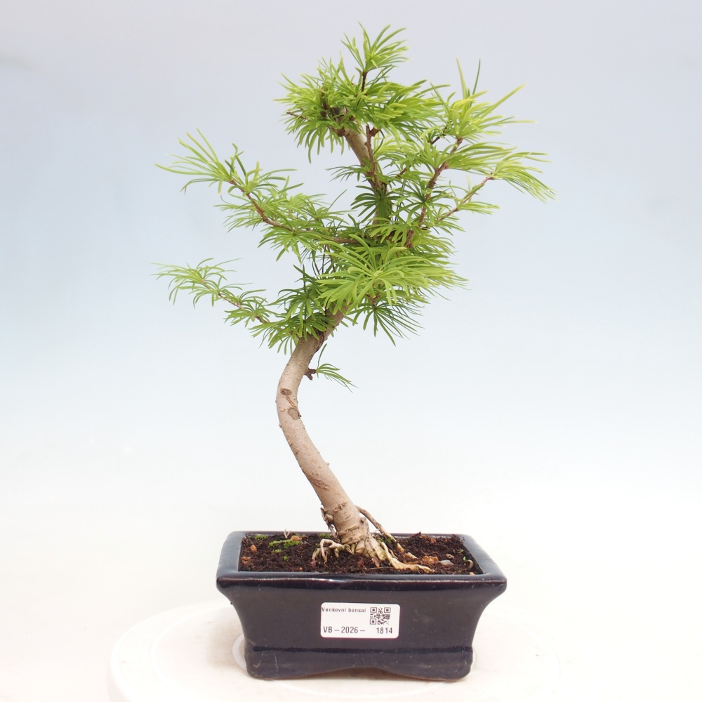 Vonkajšie bonsaje - Pseudolarix amabis-Pseudolarix amabis