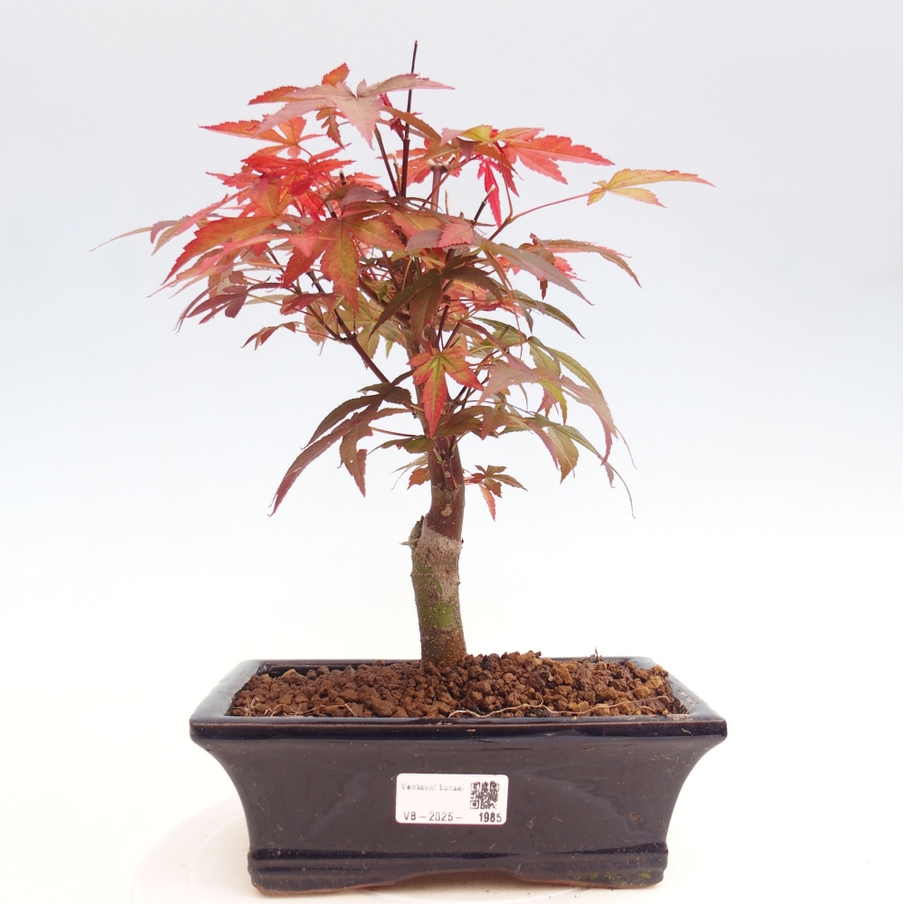 Vonkajší bonsai - Acer palm. Atropurpureum-Javor dlanitolistý