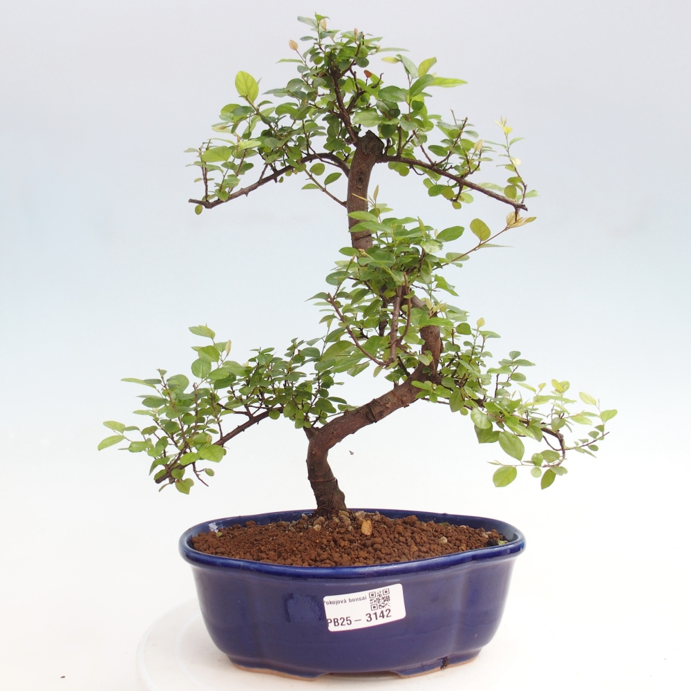 Izbová bonsai - Sagerécia thea - Sagerécia thea