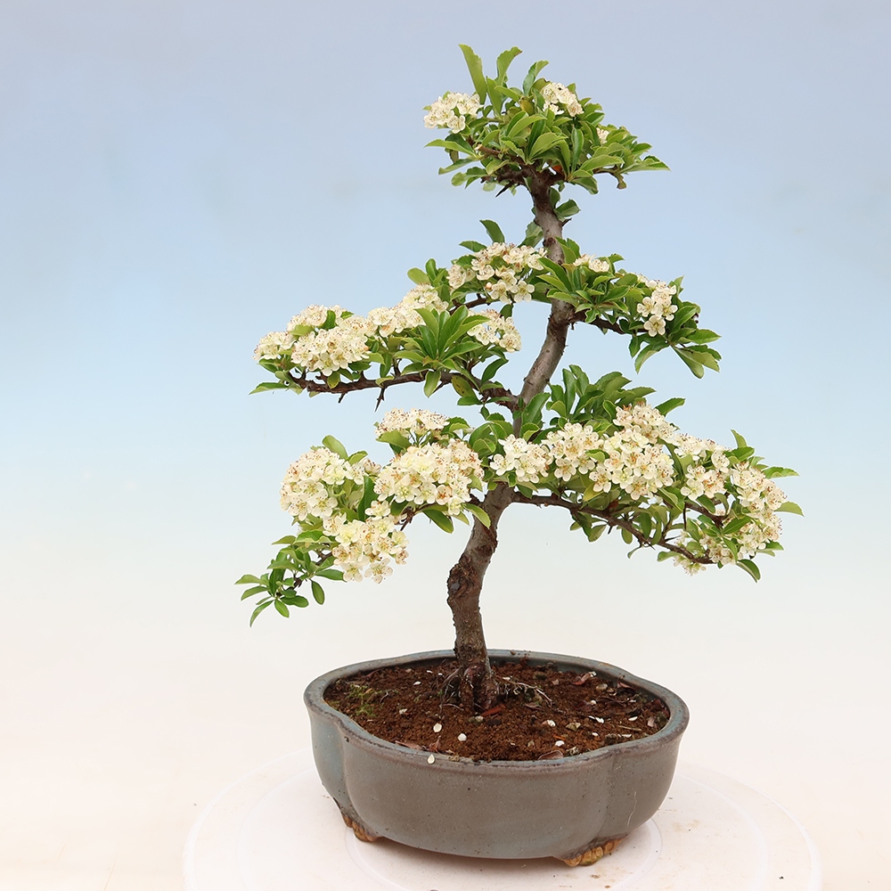 Vonkajší bonsai – Pyracantha teton – hlohovec šarlátový