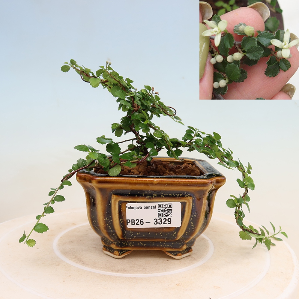Izbová bonsai - Grewia sp. - Grewie malolistá