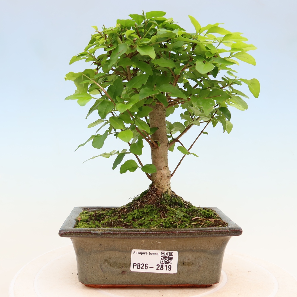 Izbový bonsaj -Ligustrum chinensis - Vtáčí zobák