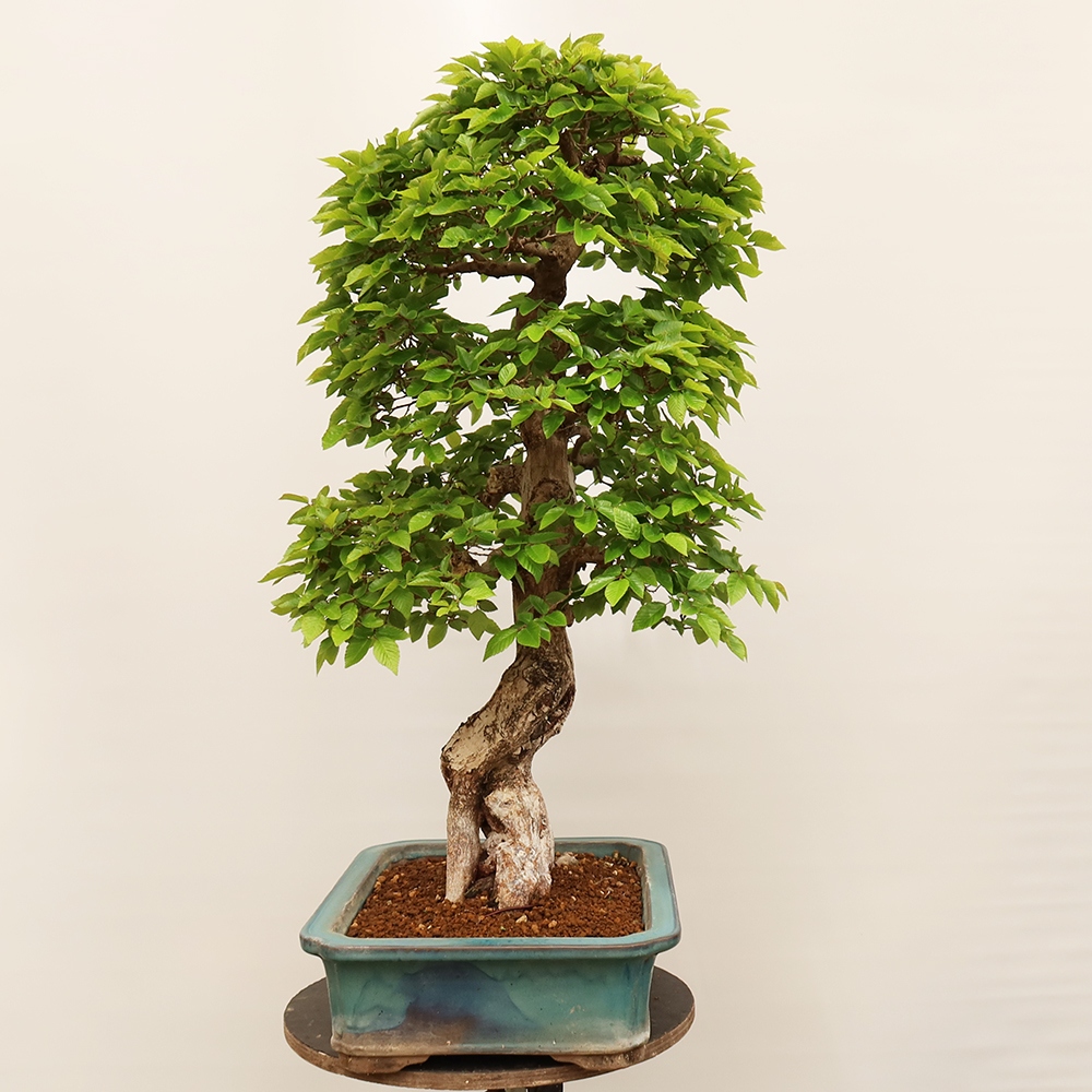 Vonkajší bonsai -Carpinus Coreana - Hrab kórejský