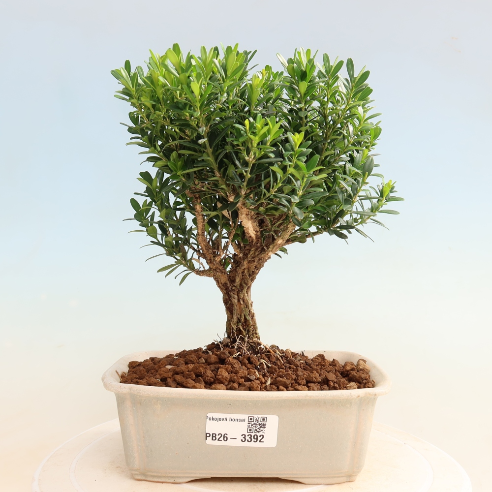 Izbové bonsaje - Buxus harlandii - korkový buxus