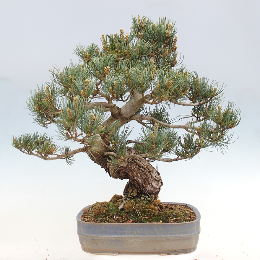 Vonkajšie bonsaje - Pinus parviflora - Pinus parviflora
