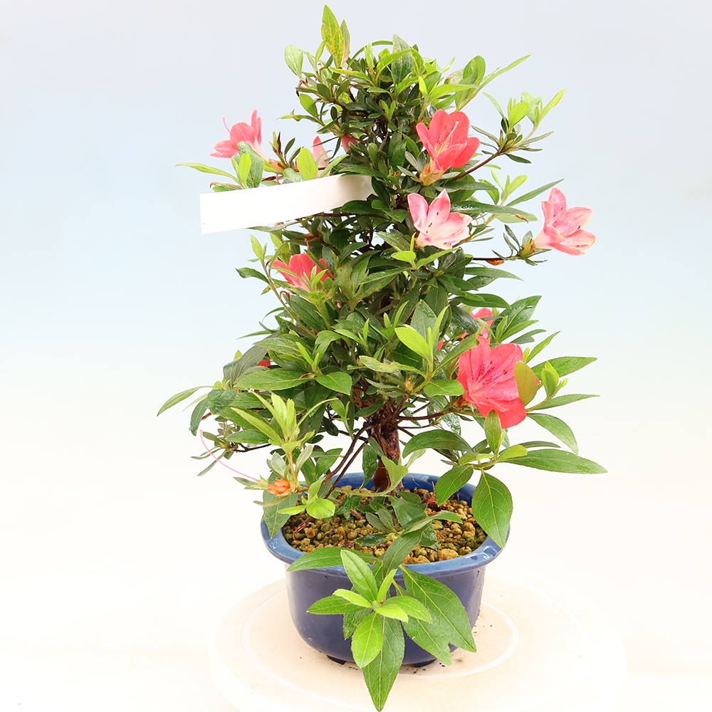 Vonkajšie bonsaje - Japonské azalky - Azalea Beniko