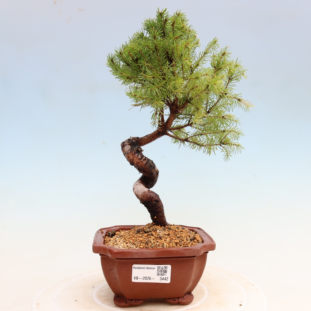 Vonkajší bonsai – Smrek sivý – Picea glauca globe