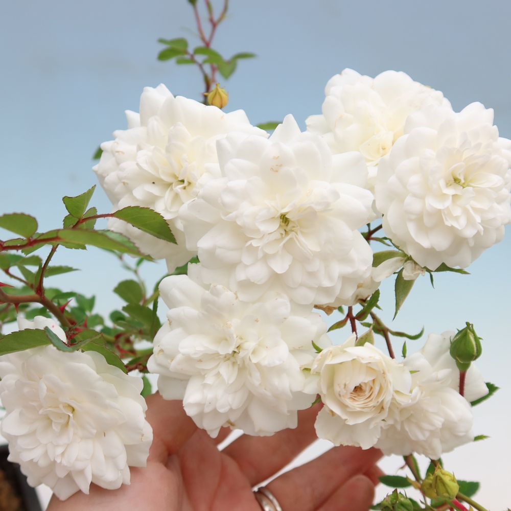 Vonkajšie bonsaje – Rosa Kordes – ruže