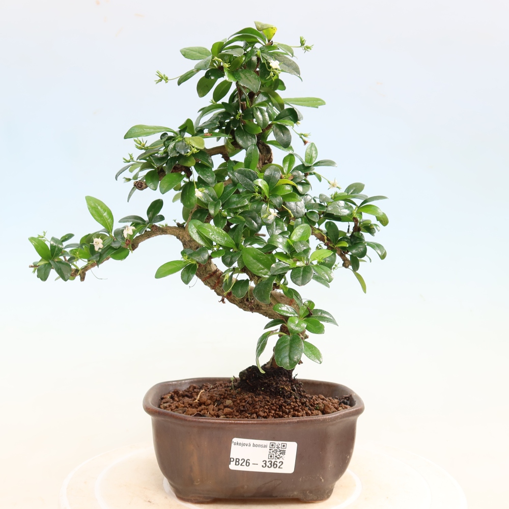 Izbové bonsaje - Carmona macrophylla - Tea fuki
