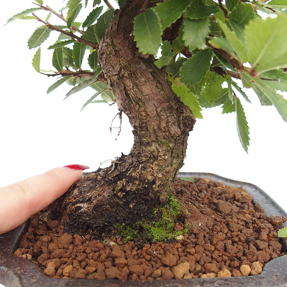 Vonkajšie bonsaje - Zelkova - Zelkova NIRE