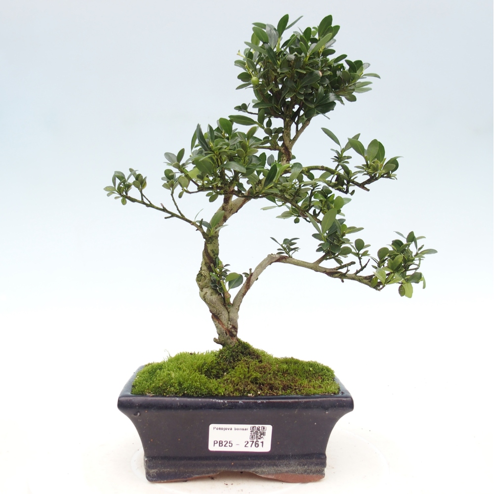 Servis bonsai - Ilex crenata - Cezmína
