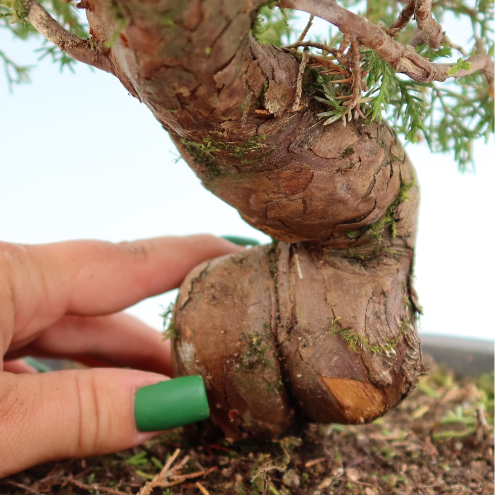 Vonkajší bonsai – Juniperus chinensis Itoigawa – čínsky jalovec