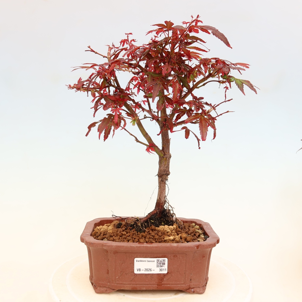 Vonkajší bonsai – javor dlaňolistý – Acer palmatum Berry Broom 