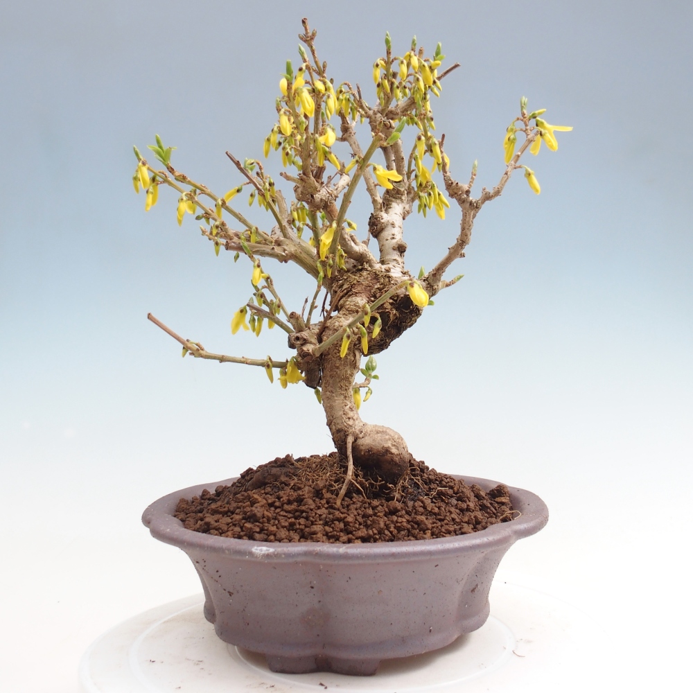 Vonkajšie bonsaje - Zlatice - Forsythia koreana