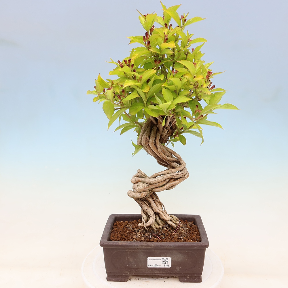 Vonkajší bonsai – Weigela subsessilis – vajgélia kórejská
