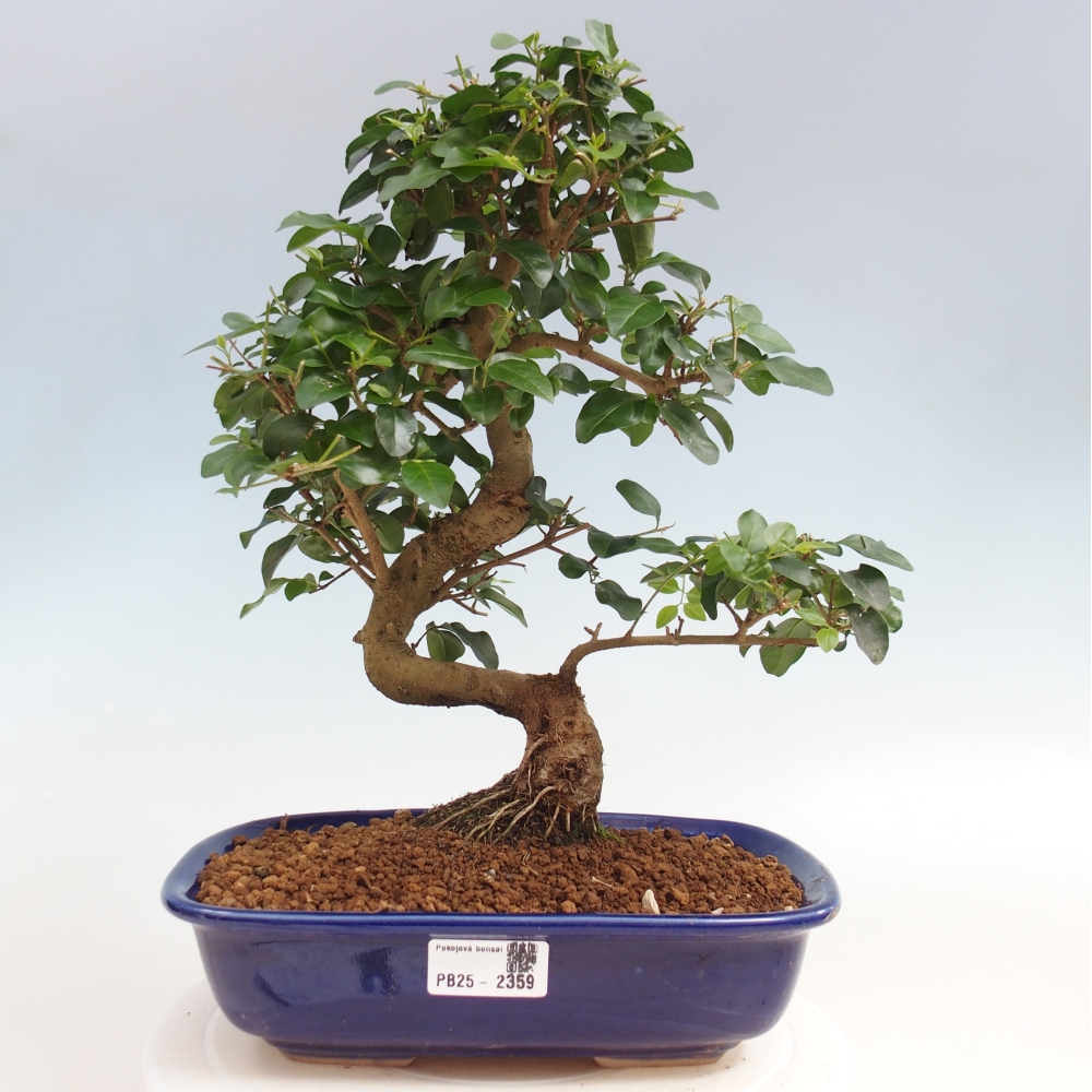Izbová bonsai -Ligustrum chinensis - Vtáčí zob