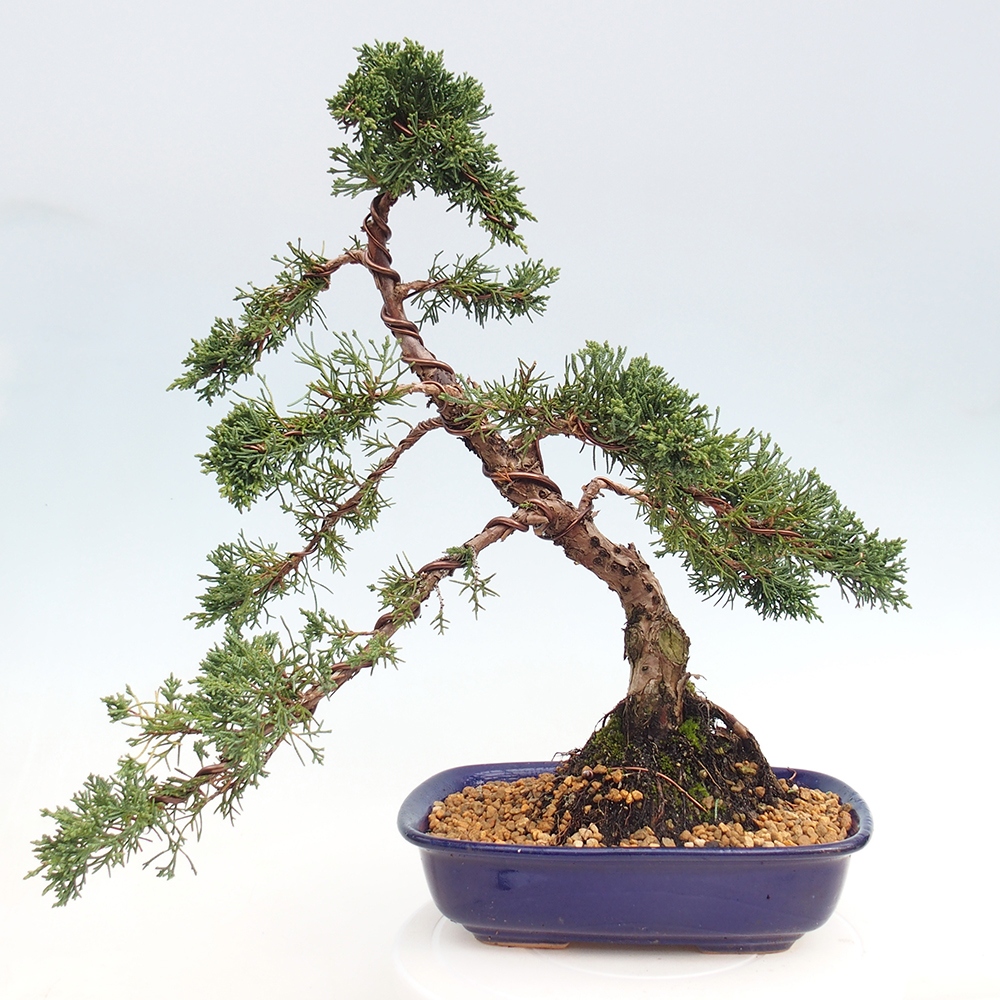 Vonkajší bonsaj - Juniperus chinensis Kishu