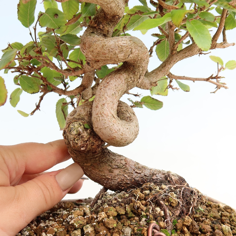 Vonkajšie bonsaje -Carpinus CARPINOIDES - Hrab kórejský