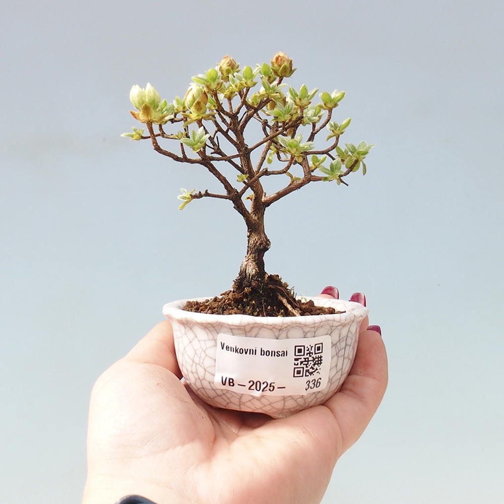 Vonkajší bonsai - Rhododendron indicum - Japonská azalka